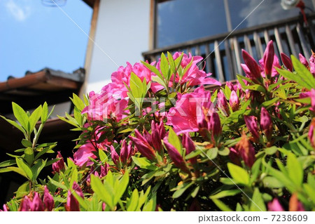 Monzuki no Hana 7238609