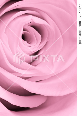 pink rose close up pink rose close up 7238767
