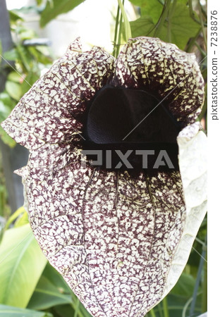 Pelican bana 7238876