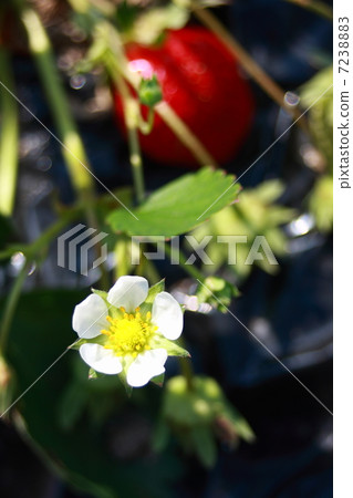 草莓花 草莓花 7238883