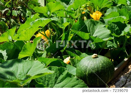 Pumpkin Pumpkin 7239070