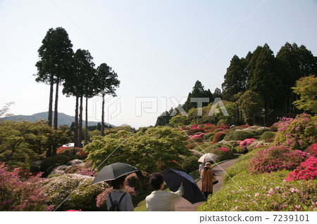 杜鵑花園 杜鵑花園 7239101
