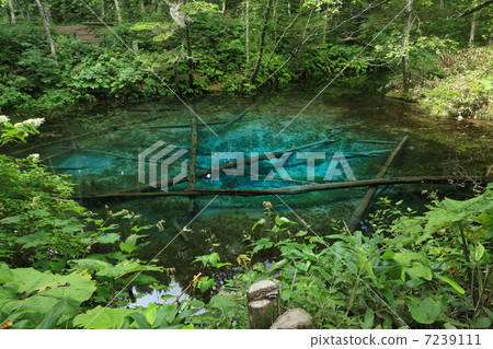 Kiyosato Town, Hokkaido "God's Pond" Kiyosato Town, Hokkaido "God's Pond" 7239111