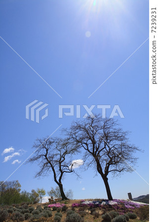 晴朗的天空 7239231