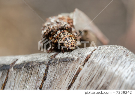 Insects Insects 7239242