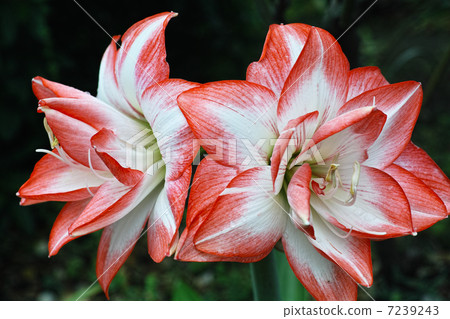 Amaryllis of the double bloom 7239243