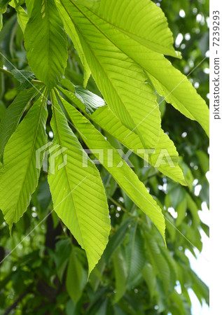 Fresh green of Tochino Tree 7239293