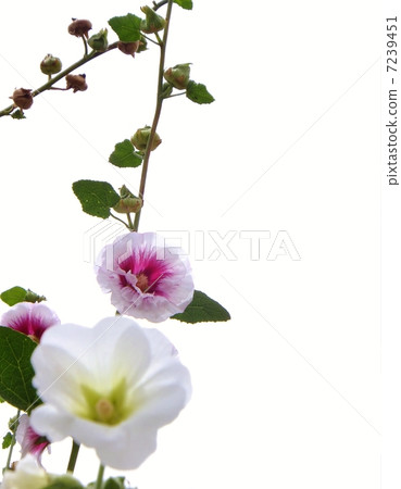 White and red aispan, Hollyhock 2 white back 7239451