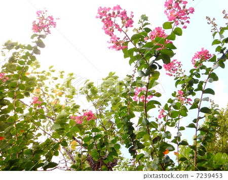 Saruberry series 7239453