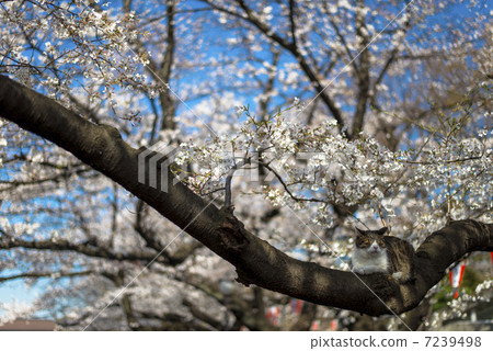 Cats and cherry blossoms 7239498
