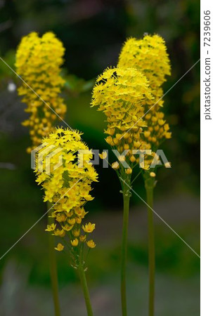 Bunubinera 7239606