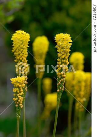 Bunubinera 7239607