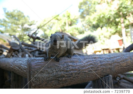 松鼠 松鼠 7239770