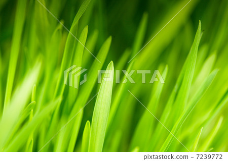 Green grass Green grass 7239772