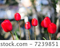 Tulip 7239851