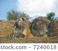 World Heritage Sites in Zimbabwe (Great Zimbabwean Ruins) 7240018