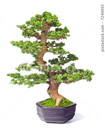 A bonsai 7240093