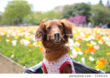Dachshund Dachshund 7240143