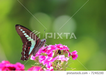 常見的青蠅 7240280