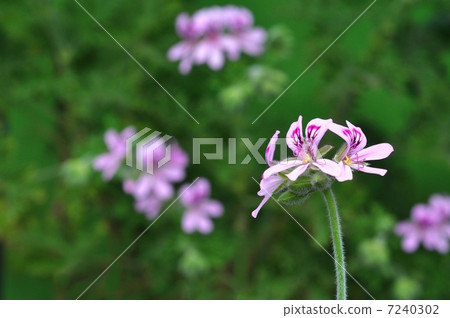 玫瑰天竺葵 7240302