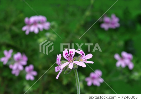 玫瑰天竺葵 玫瑰天竺葵 7240305