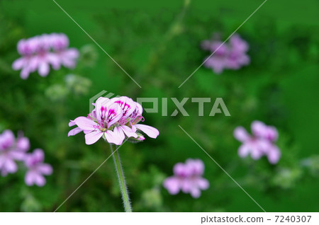 Rose geranium Rose geranium 7240307