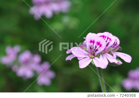 Rose geranium Rose geranium 7240308