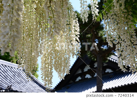 Festival of the west country Fifth Buddha · Kuzariji wisteria 7240314