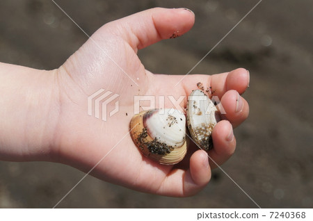 Palm shell Palm shell 7240368