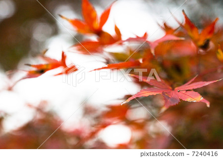 秋天圖像楓 7240416