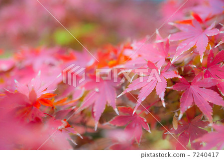 秋天圖像楓 7240417