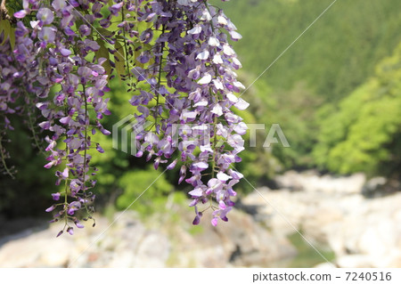 Wisteria flowers Wisteria flowers 7240516