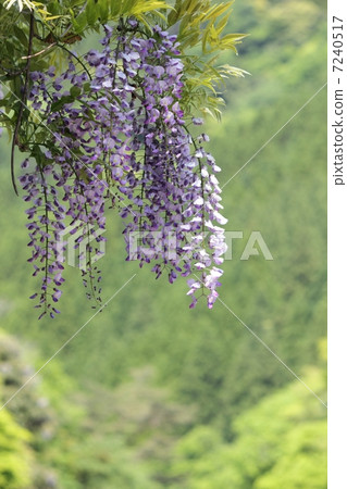 Wisteria flowers Wisteria flowers 7240517