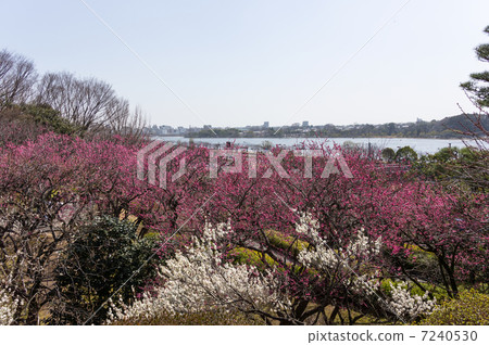 Plum blossoms and Senba Kairakuen 7240530