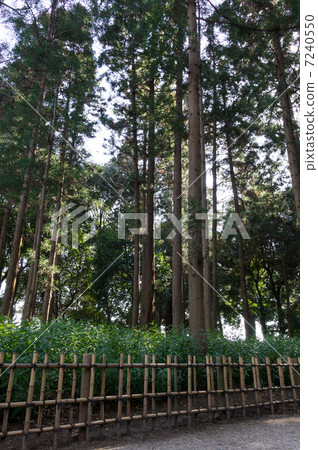 Okameasa and cedar tree Kairakuen 7240550