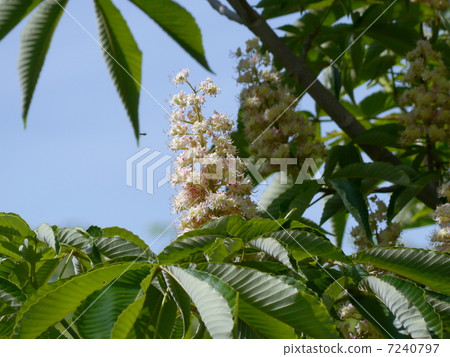 Flowers of Tinon 7240797