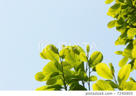 Magnolia's young leaves Magnolia's young leaves 7240805