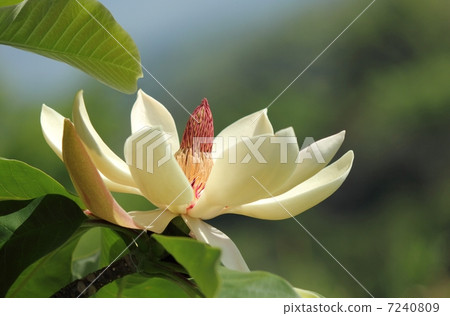 家譜的花 7240809