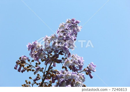 Rose flower Rose flower 7240813