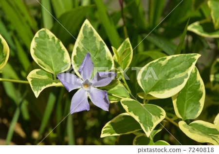 Periwinkle 7240818