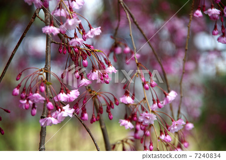 Benicidal cherry tree Benicidal cherry tree 7240834