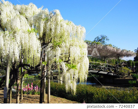 Ashikaka在春天花公園Shirato和Misaki橋 Ashikaka在春天花公園Shirato和Misaki橋 7240837
