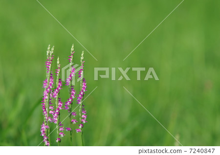 Spiranthes sinensis 7240847