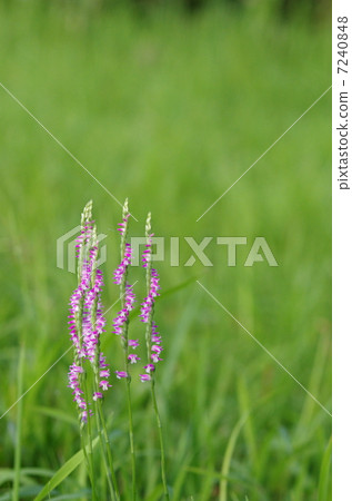 Spiranthes sinensis Spiranthes sinensis 7240848