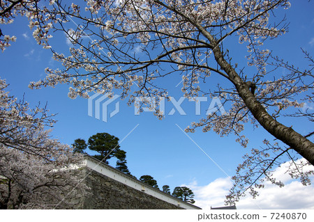 Kasumigauru and cherry blossoms 7240870