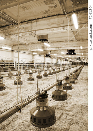 poultry farm poultry farm 7241204