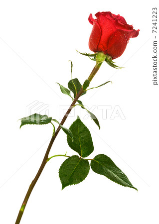 scarlet rose 7241223