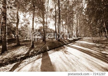 alley in a birch forest 7241287
