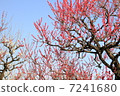 Osaka Castle plum forest 7241680