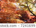 Autumn leaves of Tofukuji 7241699